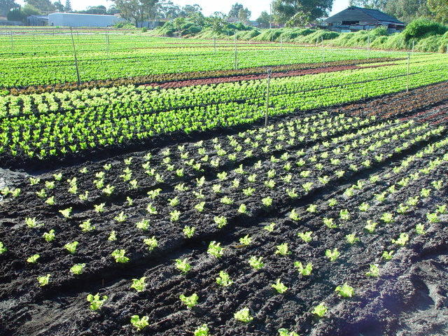 Telegram合法吗？